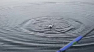 Ловля подлещика в Драчках