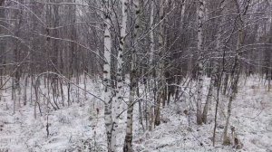 Охота с русской гончей на зайца  по первому снегу.