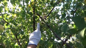 Осеннее опрыскивание персика, абрикоса и других деревьев по совету опытного садовода О. И. Екимова