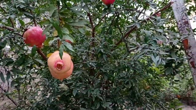 ГРАНАТ дома в открытом грунте. Первые плоды. Одесса смотреть онлайн