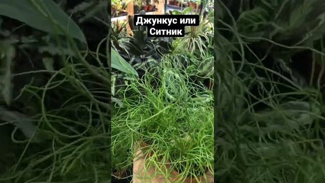 Джункус, Юнкус или Ситник - растение обладает очень эффектным и необычным внешним видом. смотреть онлайн