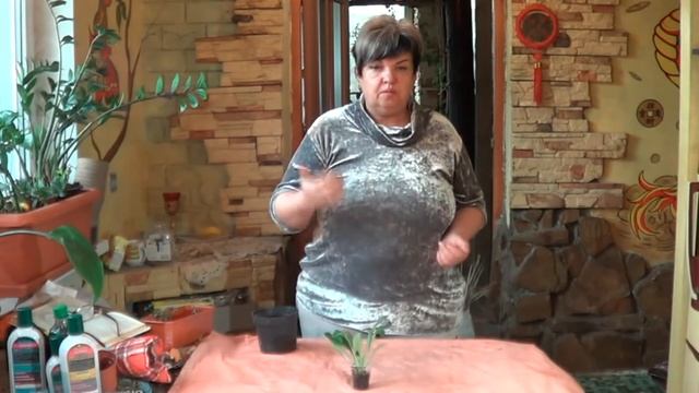 Глоксиния(Синнингия) . Геснерия .  Клубневые Растения (Геснериевые)  С Периодом Глубокого Покоя