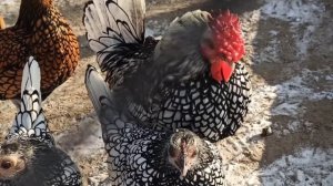 КАРЛИКОВЫЕ КУРОЧКИ СИБРАЙТ. НЕОБЫЧАЙНО КРАСИВЫЕ.