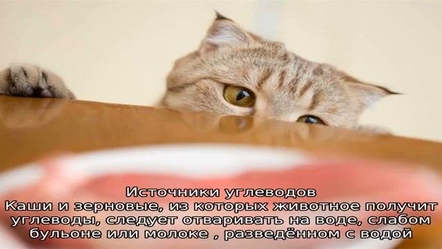 Натуральное питание для кошек