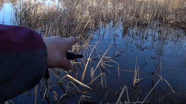 Линь в марте проснулся и гнет камыши. Место для ловли Линя