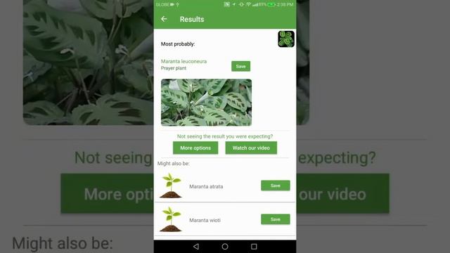 PlantSnap identifies a Prayer plant (Maranta leuconeura)