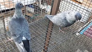Почтари. Спортивные голуби/sport pigeons. Вывожу масть #птицы#голуби#хобби#увлечение#голубеводство