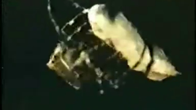 паучки