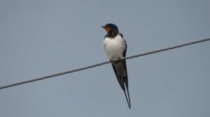 Ласточка деревенская. ( Hirundo rustica )