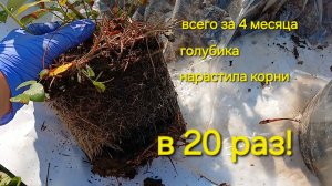 Это фантастика! Корни голубики за 4 месяца освоили 2 литра торфа после 100мл стаканчика, т.е. увелич
