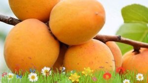 Абрикос обыкновенный Ульянихинский ? Обзор: посадка и уход. саженцы абрикоса: описание и особенност