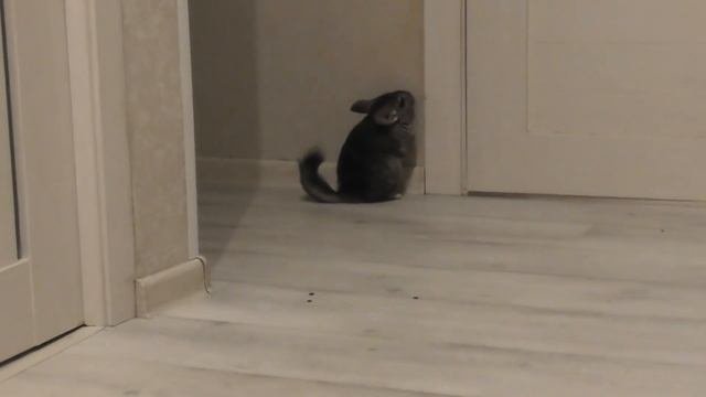 Шиншилла содержание уход питание /Елена и зверята
