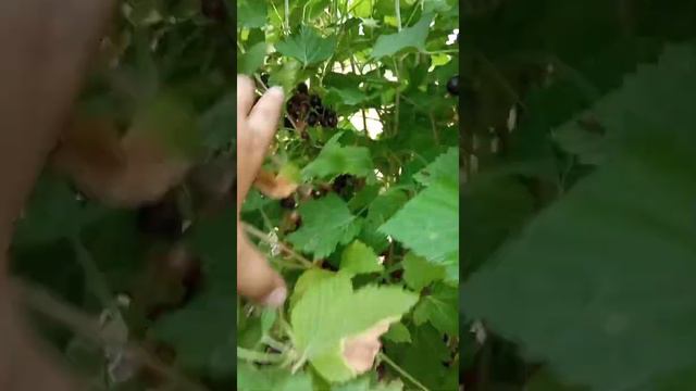 СМОРОДИНА 2020 УРОЖАЙ смотреть онлайн