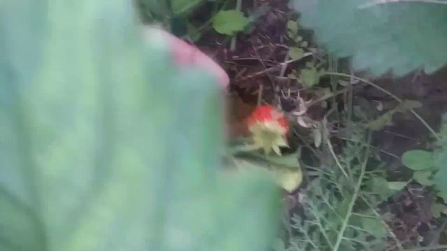 Клубника Азия, клубника Клери, клубника Трубадур, клубника Вама тарда, клубника Капри смотреть онлайн