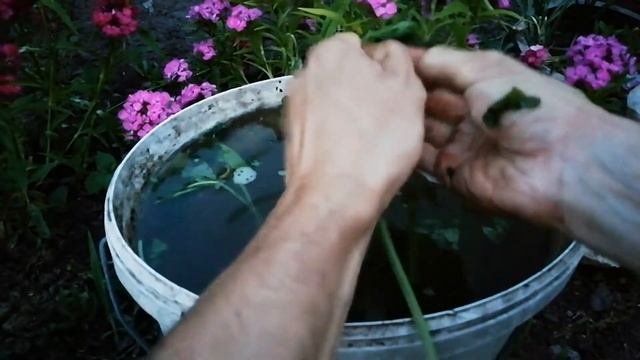 ОТМЫТЬ РУКИ ПОСЛЕ ОГОРОДА за одну минуту. СУПЕР СРЕДСТВО.
