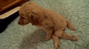 щенок-задние лапы не двигаются.