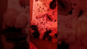 Умная пропойка для цыплят. Никаких антибиотиков!