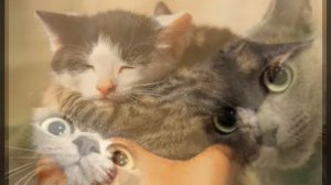 Милые и смешные котята и щенки