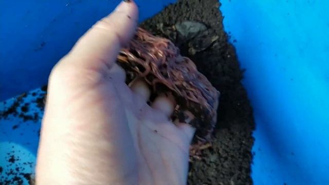 Вермиферма. Отделение червя от биогумуса. смотреть онлайн