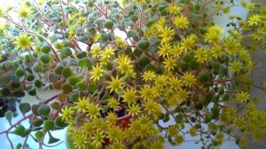 Аихризон или дерево любви и счастья. Неприхотливый цветок.Уход.Размножение.#1#