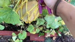 Texas Cantaloupe at The Rustic Ranch Garden