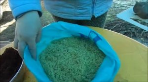 Подготовка грядки и картофеля для ранней посадки