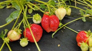 Альба. Мегаурожайный сорт клубники