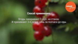 Красная смородина. Полезные свойства. 22 выпуск.
