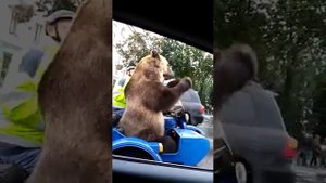 Медведь в люльке мотоцикла