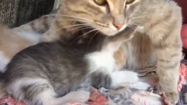 Как мурлыкает кошка с котятами