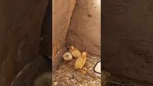 Разведение уток Индийский бегунок. Утка или инкубатор?