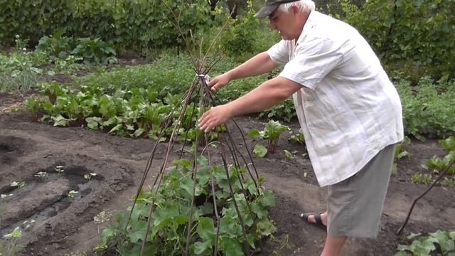 Выращивание огурцов на даче. Опоры для огурцов. Вигвам смотреть онлайн