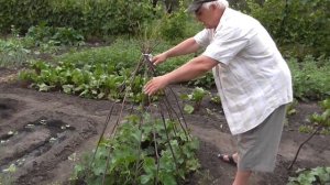 Выращивание огурцов на даче. Опоры для огурцов. Вигвам