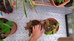 Зимовка глоксиний. Особенности.