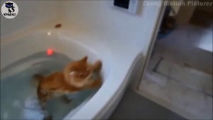 ✔ Приколы про кошек: кошки и вода