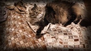 Сибирская кошка Муся. Охотничий инстинкт
