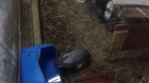 Разведение кроликов малыши 2016.02.10