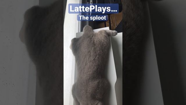 LattePlays the sploot