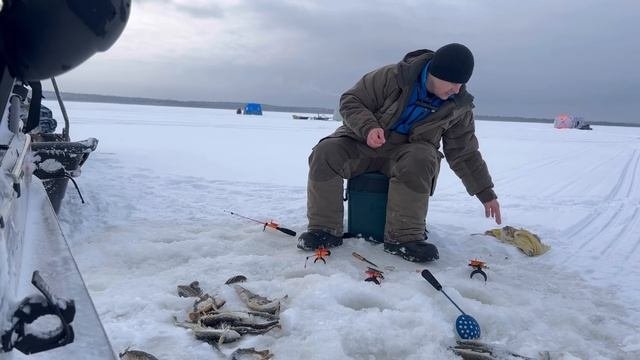 ?Вежма.Унская губа.Белого моря.Февраль 2023г #рыбалка #зимняяловлярыбы #навага #fishing