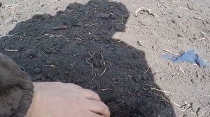 Вторая междурядная обработка чеснока мотокультиватором ТАТА.