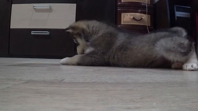 Щенок хаски. Мой мохнатый ребёнок. 1- 2 месяца. смотреть онлайн