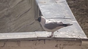 ЗВУК ЧАЙКИ Крик чайки Как кричат чайки Кричащие чайки Larus ridibundus Chroicocephalus ridibundus