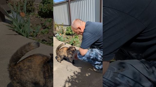 Кошка встречает хозяина крепким рукопожатием