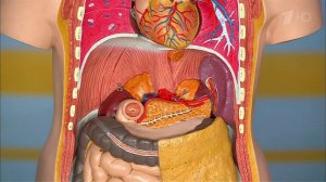 Вопросы о боли в спине. Рак. Здоровье. Фрагмент выпуска от 17.04.2016