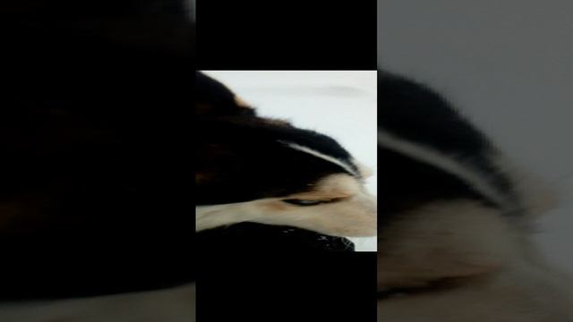 Хаски Умка#Shorts