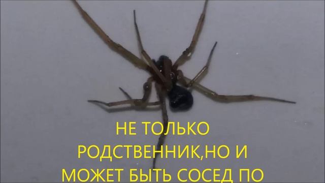 К ЧЕМУ В КВАРТИРЕ ПОЯВЛЯЮТСЯ ПАУКИ смотреть онлайн