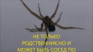 К ЧЕМУ В КВАРТИРЕ ПОЯВЛЯЮТСЯ ПАУКИ