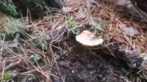 Осенние Белорусские грибы. Подзелёнки.