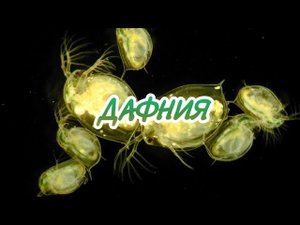 ПРИОБРЕЛ КУЛЬТУРУ ДАФНИИ. НАЧИНАЮ РАЗВОДИТЬ.