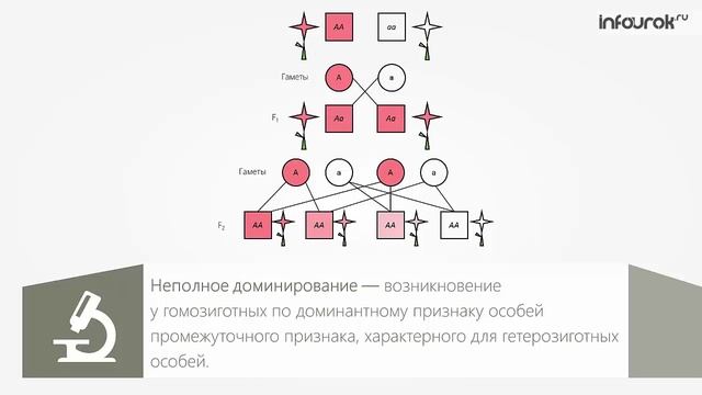 Множественные аллели анализирующее скрещивание презентация 10 класс